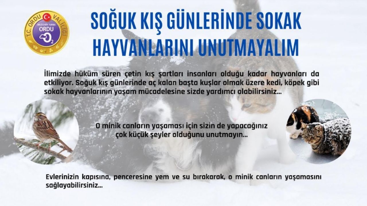 Ordu Valiliği’nden Çağrı: Sokak Hayvanlarını Unutmayalım!