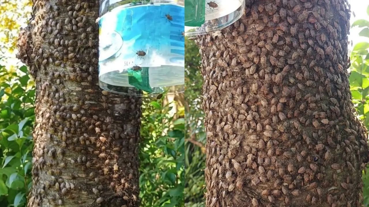 Kokarcaya Karşı Doğa Dostu Önlem! Feromon Tuzakları Fatsa’da Kuruluyor