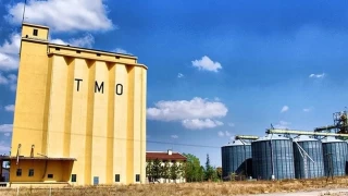 TMO'dan Fındık Hamlesi: Gözler Yarınki Fiyat Açıklamasında