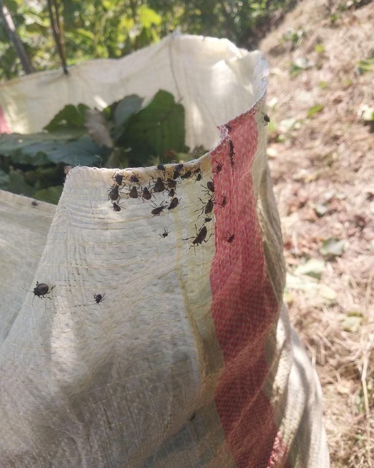 Ordu’da Fındık Hasadına Kokarca Engeli: Üretici Zarar Endişesi Yaşıyor