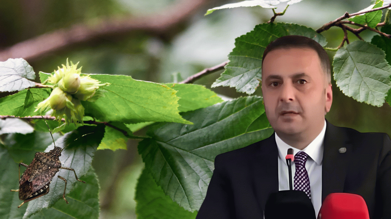 Ulubey’de Kahverengi Kokarca ile Yoğun Mücadele Başladı