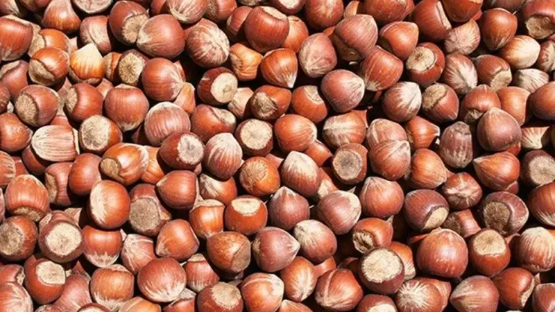 Ordu’da Fındıkta Ezber Bozan Fiyat! 2025 İlk Kaliteye 300 TL Verildi