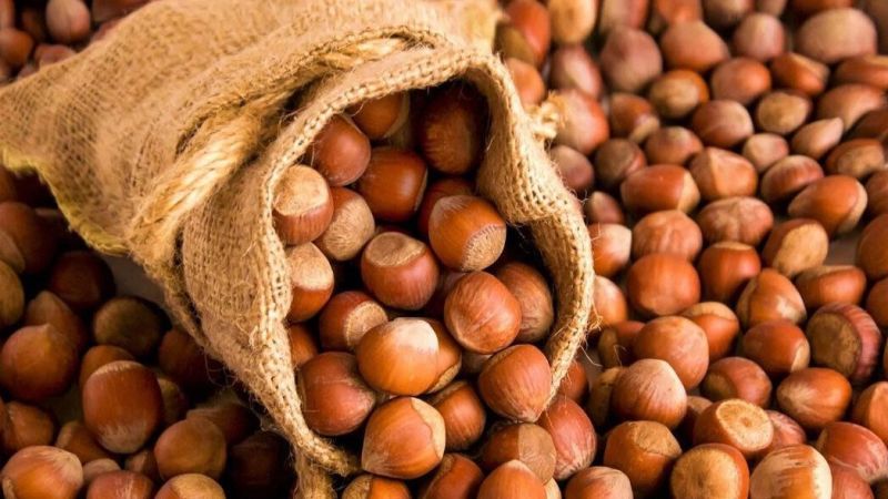 Ordu’da Fındık Fiyatları 320 TL’yi Geçti: Giresun Kalite İlk Kez Geride Kaldı