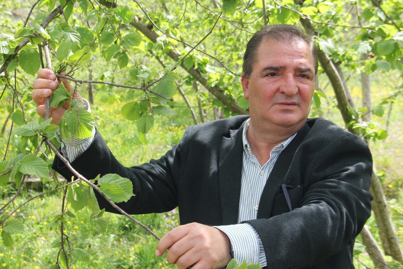 Fındıkta Don ve Kokarca Kuraklık Nedeniyle Verim Kaybı 250 Bin Tonu Buldu