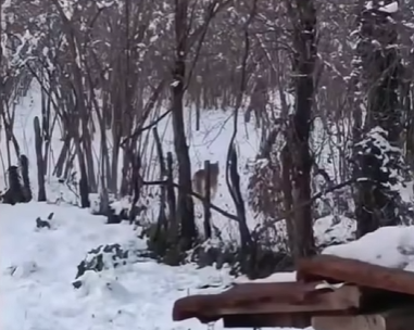 Ordu'nun Kumru İlçesinde Kurtlar Mahalle Sınırına Kadar Geldi