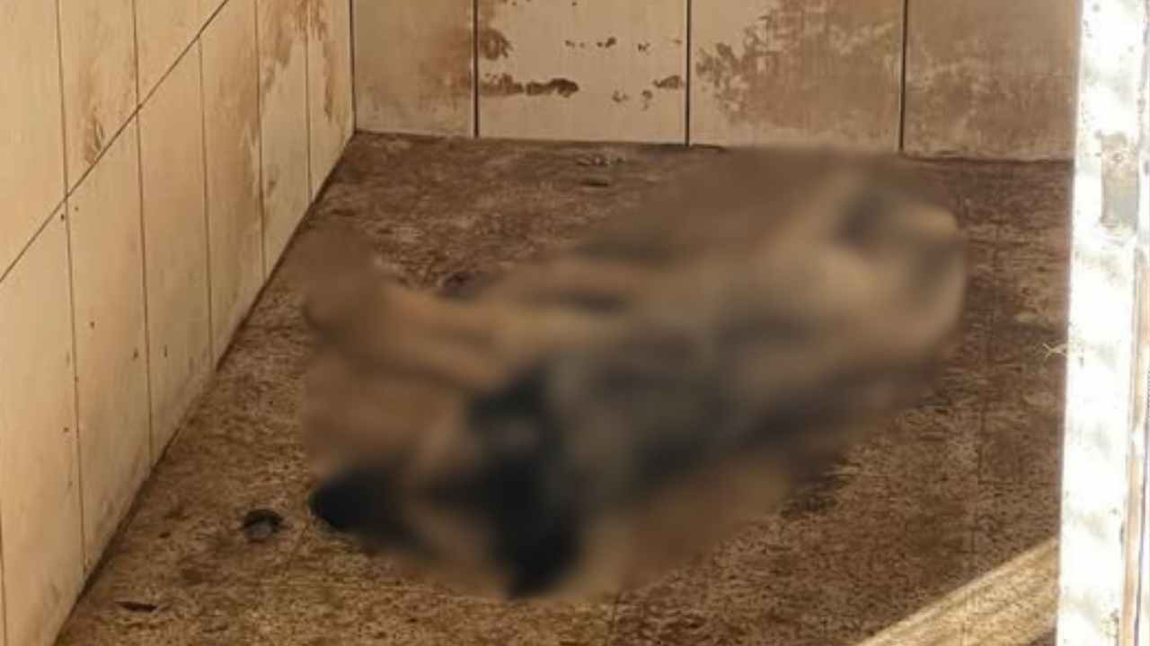 Ordu Barosu, Hayvan Barınağındaki Görüntüler İçin Suç Duyurusunda Bulundu