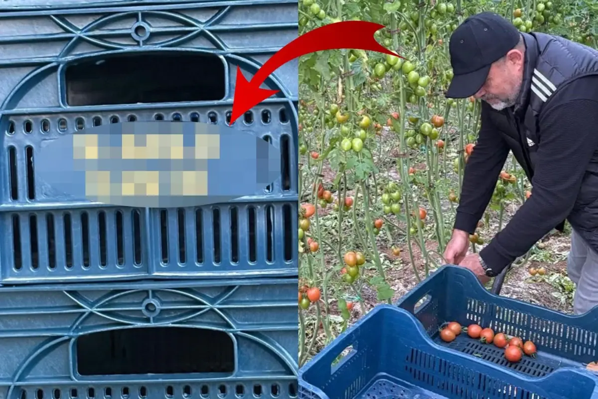 Domates Üreticisinden Kante Sevgisi: Kasalara İsmini Yazdırdı
