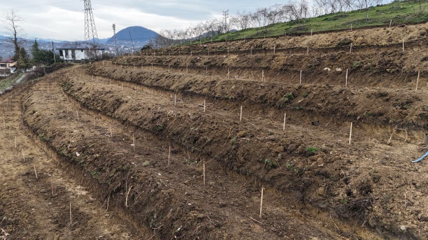Ordu Fındığında Üçlü Sistemle Dönümde 350 Kilo Verim Hedefi