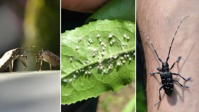 Doğu Karadeniz’de Üç İstilacı Tür Tarımsal Üretimi Zorluyor