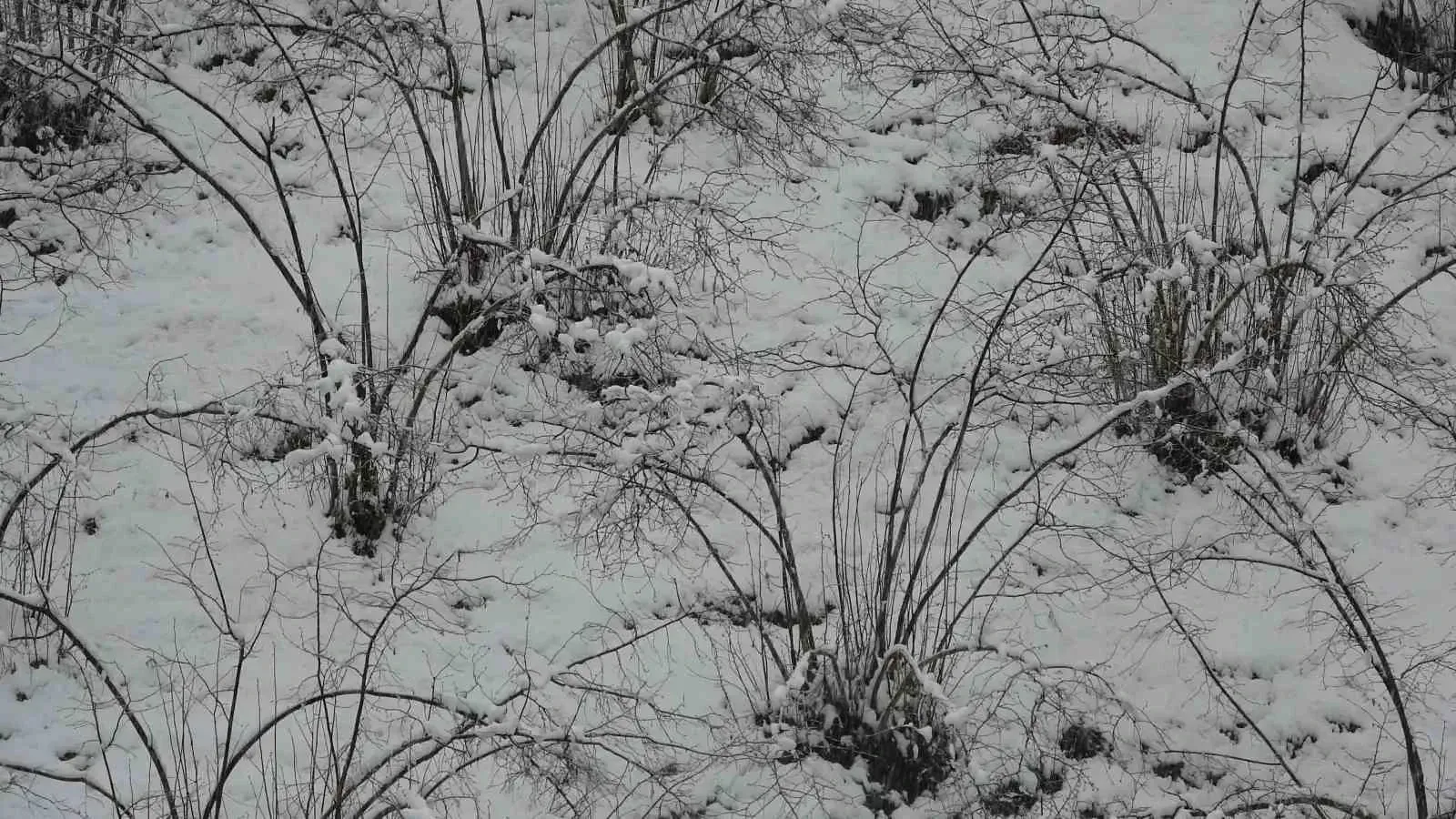 Ordu’da Fındıkta Zirai Don Uyarısı Süreç Yakından İzleniyor