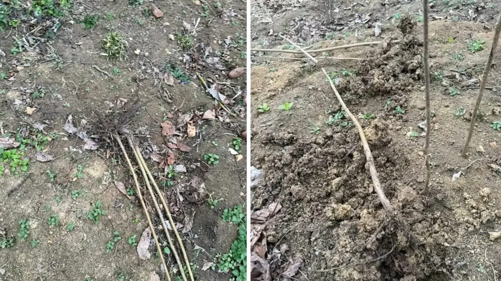 Ordu’da Fındık Bahçesine Vahşi Saldırı Üreticinin Emeği Yerle Bir Edildi