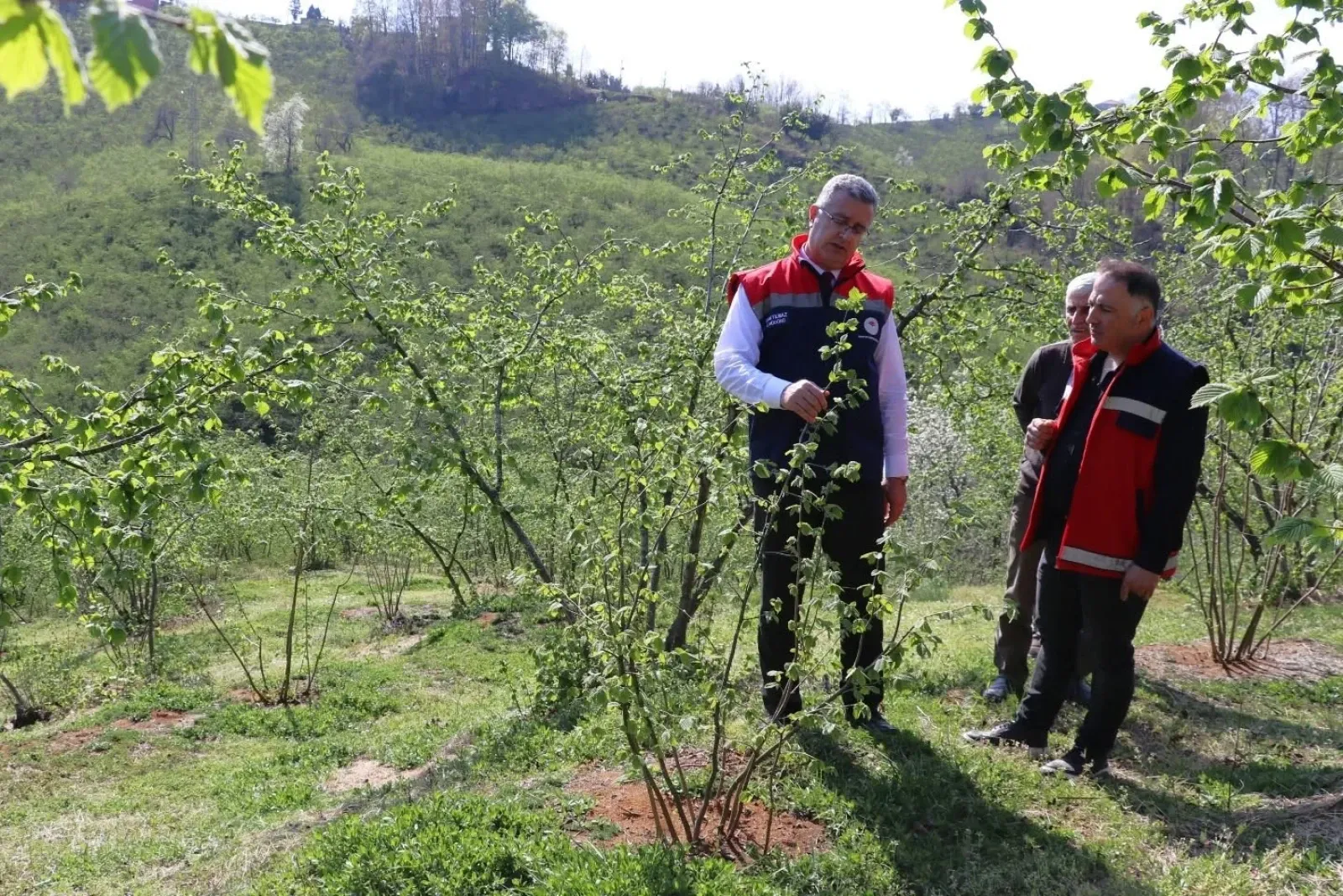Teraslı Fındık Bahçeleri Verimi Artırdı Üretici Memnuniyeti Yükseldi