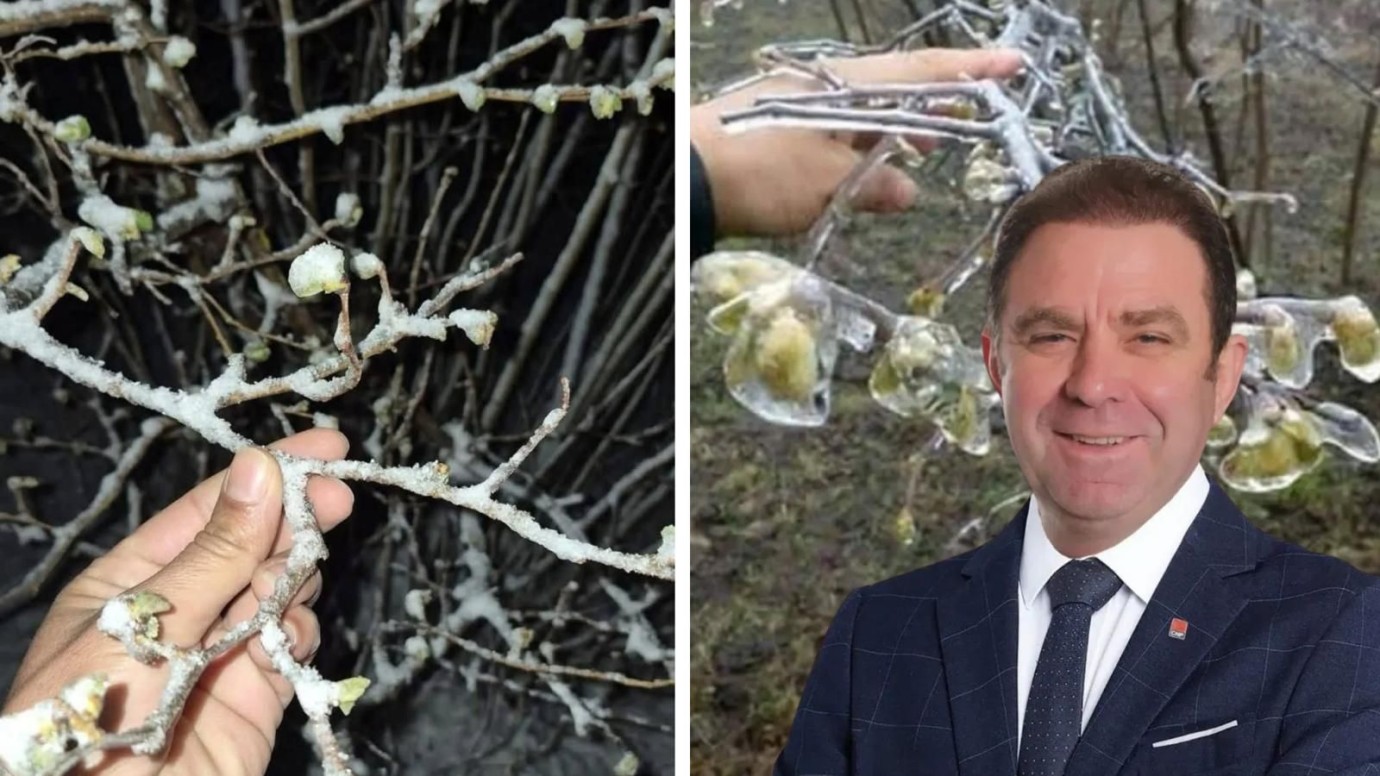 Ordu’da Fındık Bahçeleri Buz Tuttu, Don Riski Üreticiyi Tedirgin Etti