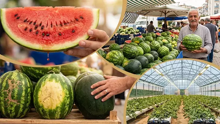 Pazar Ve Marketten Karpuz Alırken Bu İşaretlere Dikkat Edin