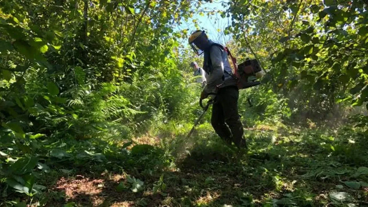 Ordu Ve Giresun’da Tırpan Yevmiyesi 7 Bin TL’ye Dayandı