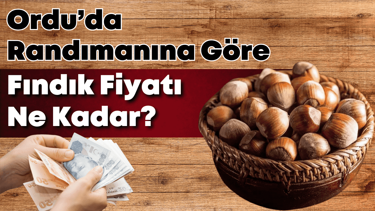 Ordu’da Fındık Fiyatları 180 TL’ye Geriledi Üretici Tepkili