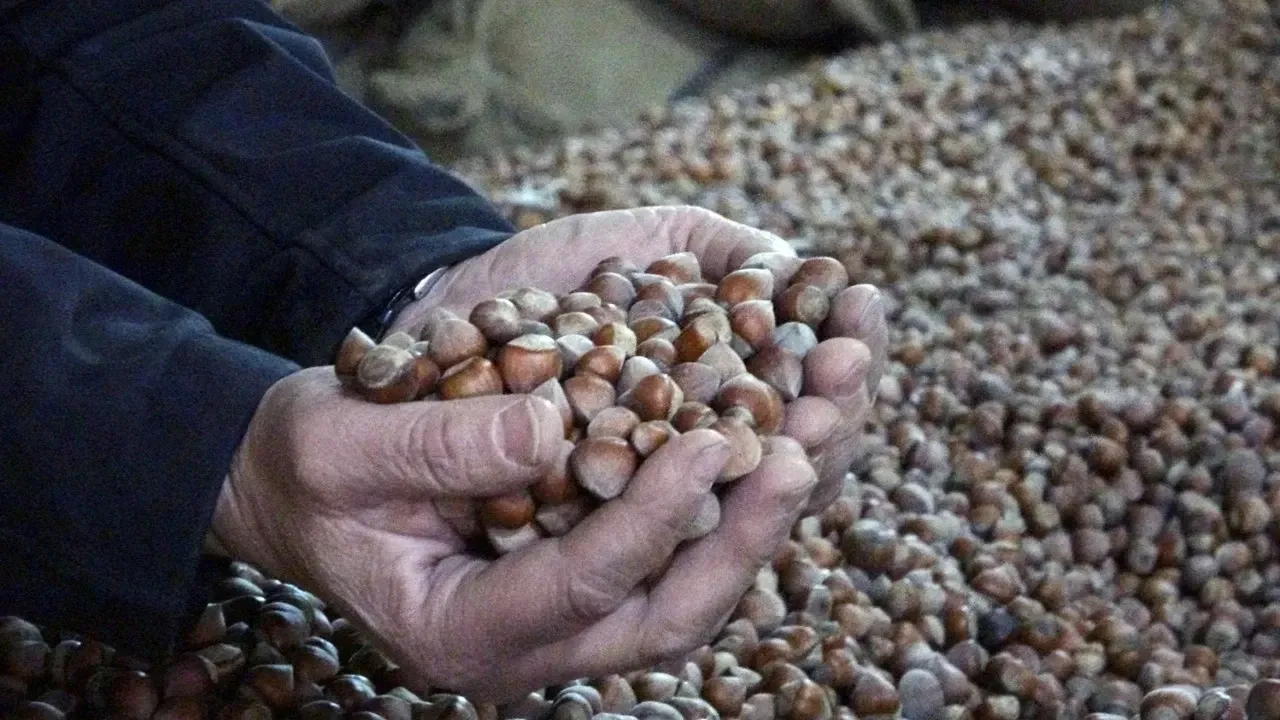 INC Makao’da Türkiye İçin 810 Bin Ton Fındık Rekoltesi Tahmini Açıkladı