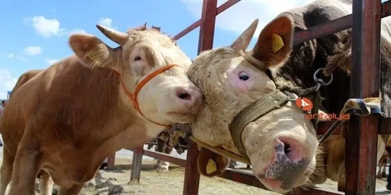 Kurban Kesim Vakti Ne Zaman Başlar Ve Biter?