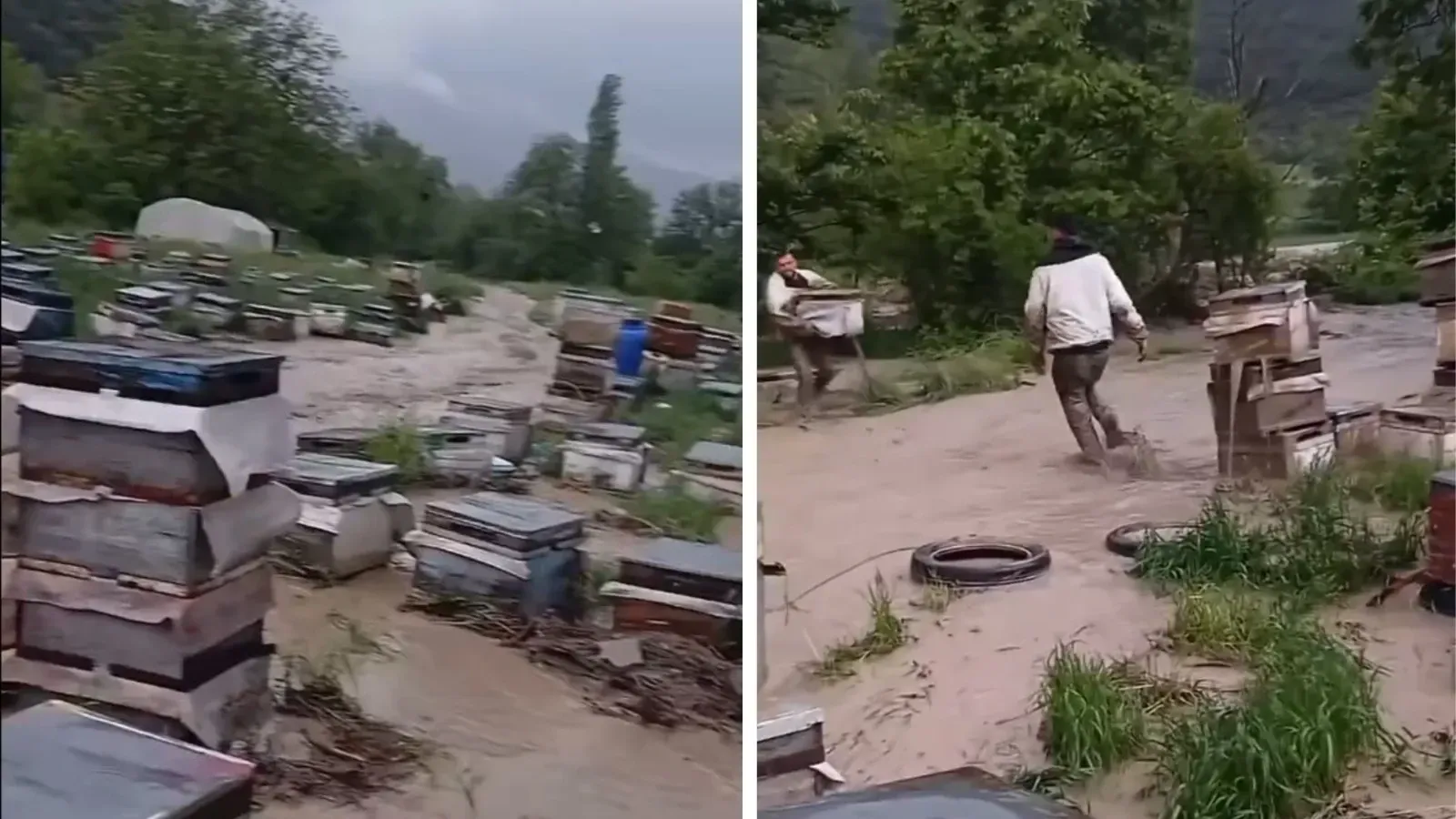 Niksar’da Sel Felaketi Gürgentepeli Arıcının Binlerce Arısını Telef Etti