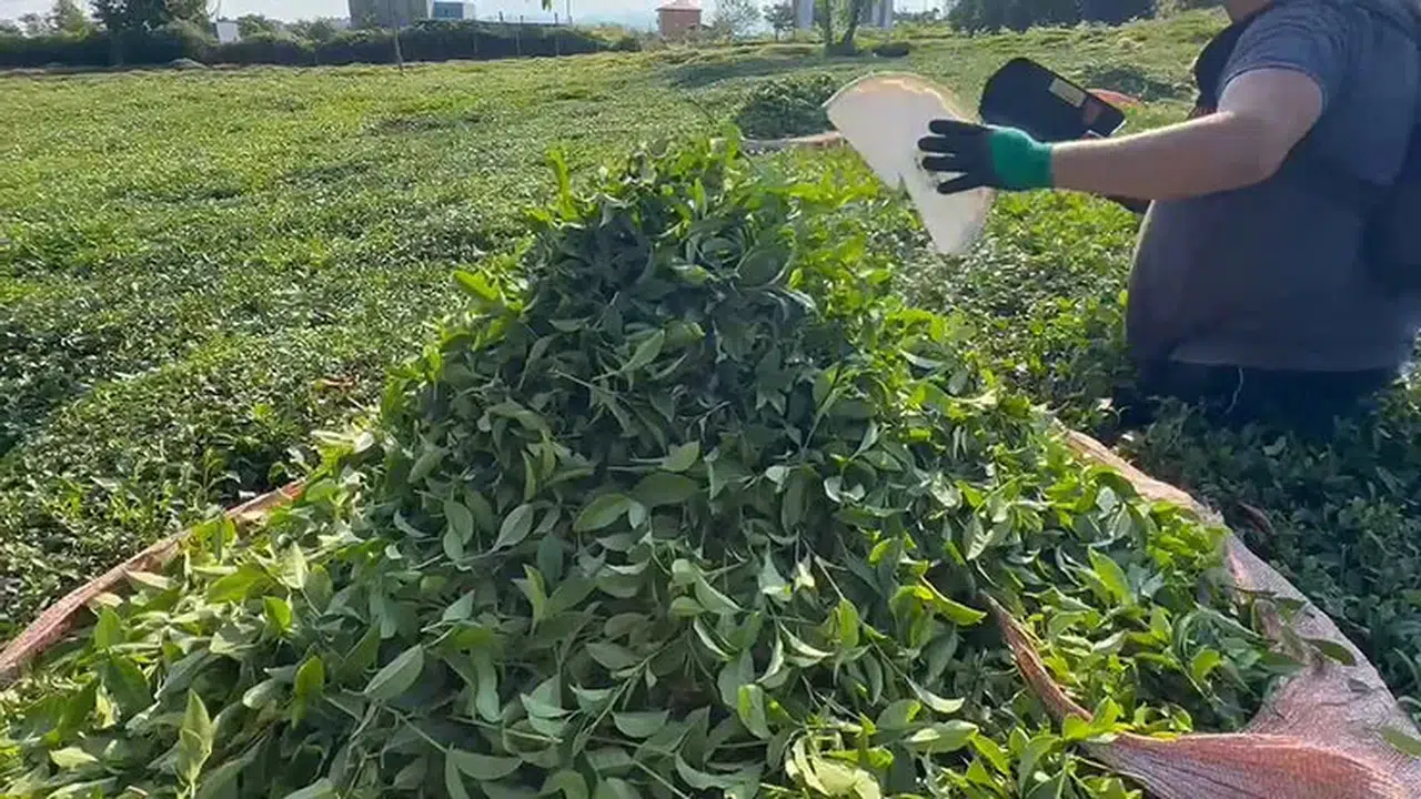 ÇAYKUR Kontenjan Uygulaması Ne Zaman Bitecek?