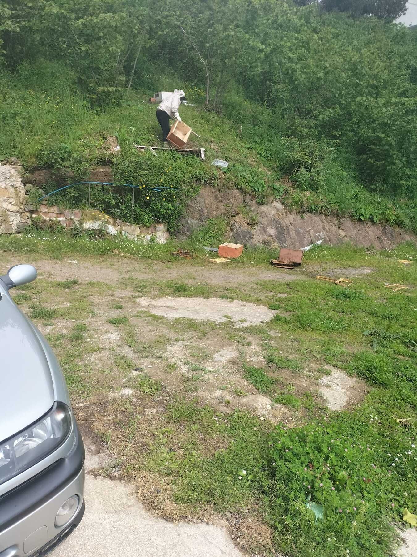 Ordu Kabadüz’de Ayılar Yerleşim Yerine İndi, Arı Petekleri Zarar Gördü