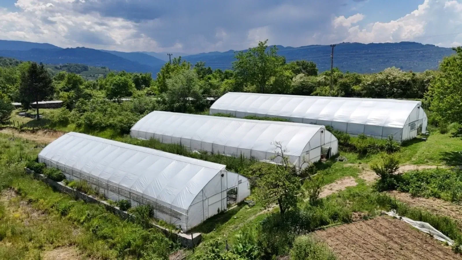 Bankacılığı Bıraktı, Köyüne Döndü! Ordu’da Seracılıkla Yeni Bir Hayat Kurdu