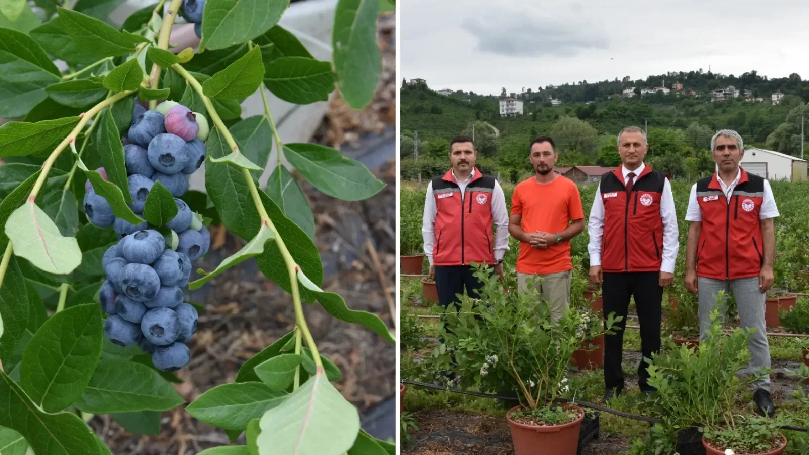 Ordu’da Maviyemiş Hasadı Başladı: Üretimde Yeni Hedef 100 Tonun Üzeri