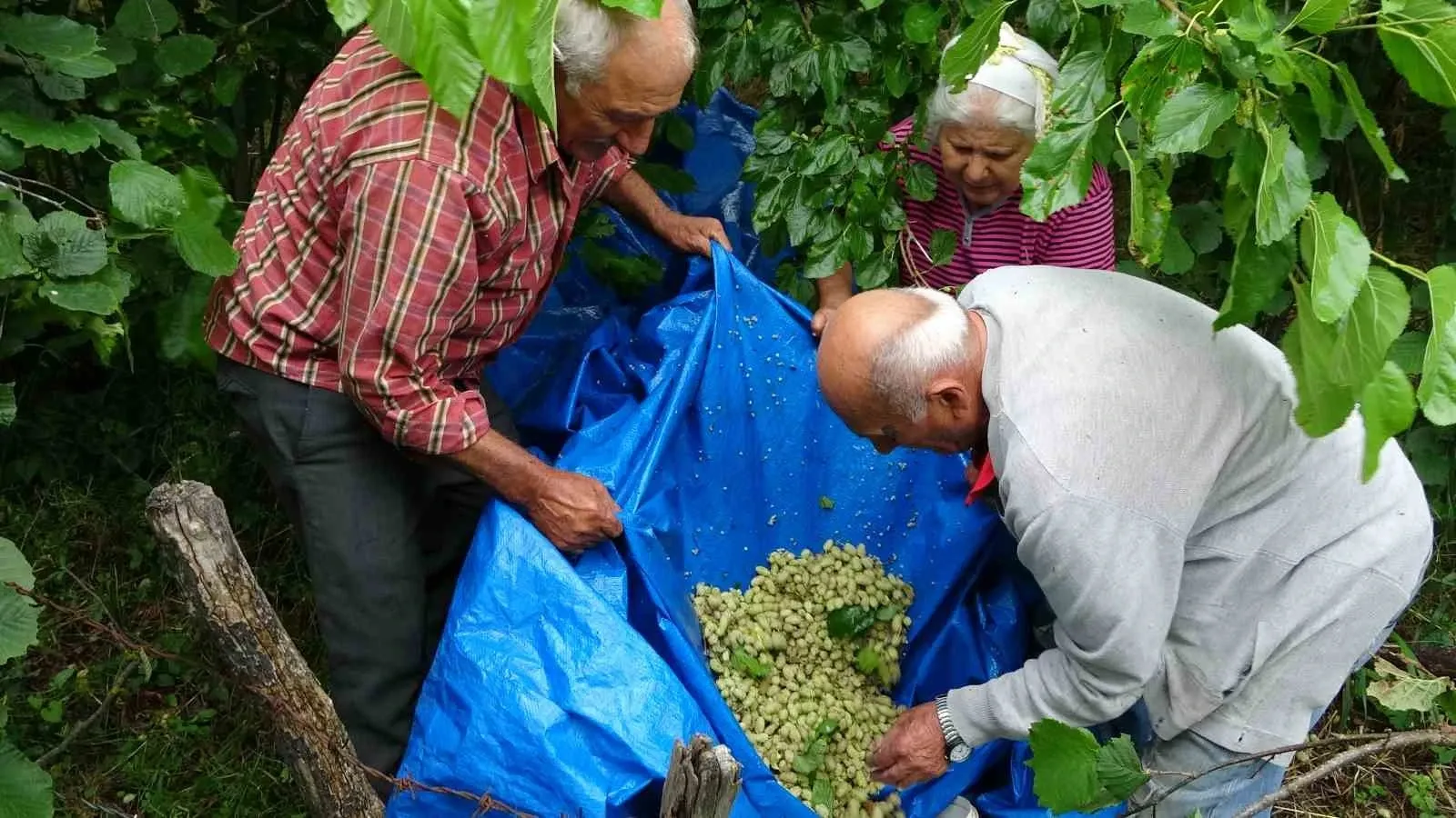Ordu'da Asırlık Dut Pekmezi Geleneği Devam Ediyor: Ağaçtan Kavanoza Uzanan Emek Dolu Yolculuk
