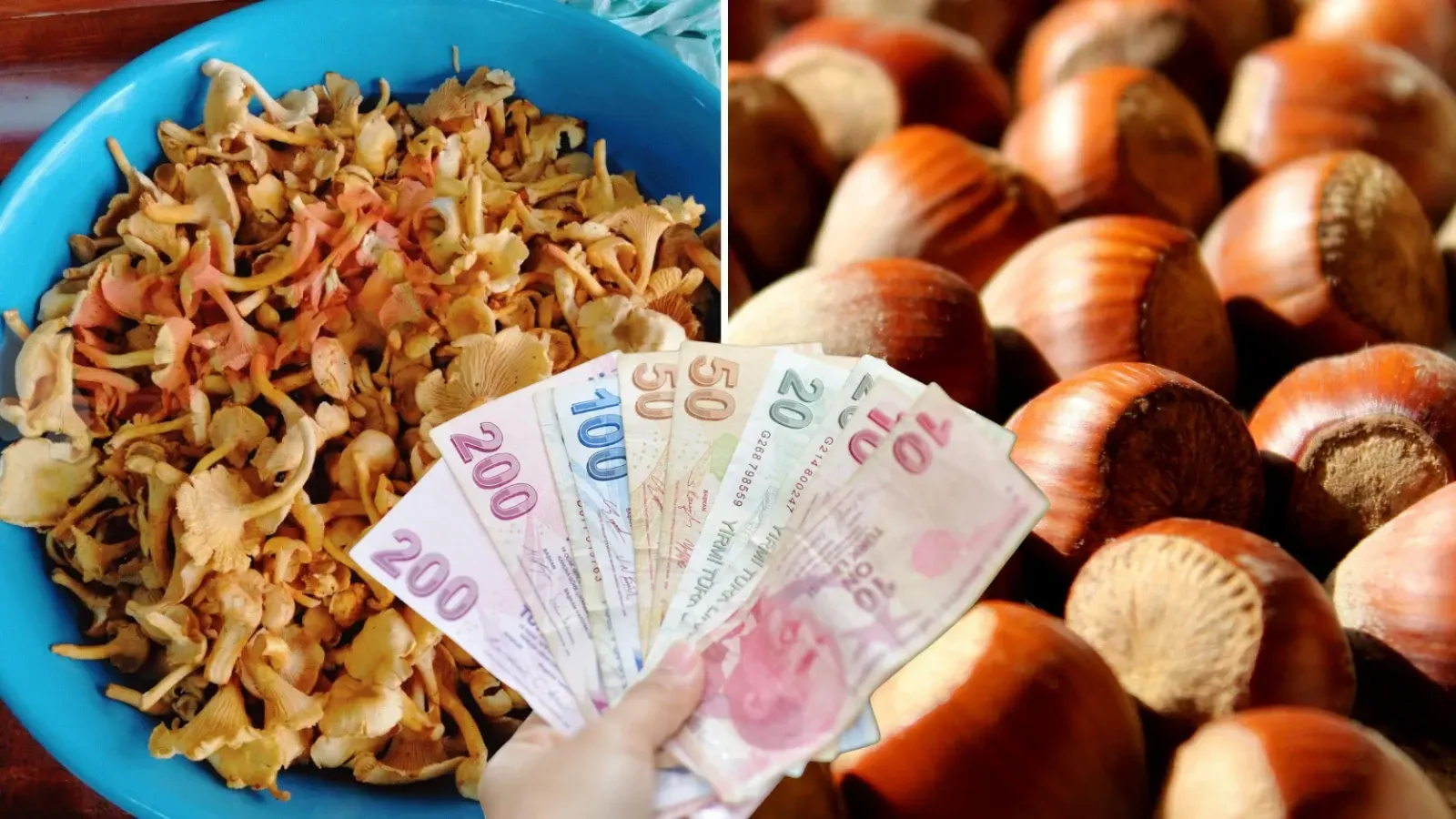 Ordu'da Tirmit Mantarı Fiyatıyla Dikkat Çekti! Kilosu 750 TL'ye Satılıyor