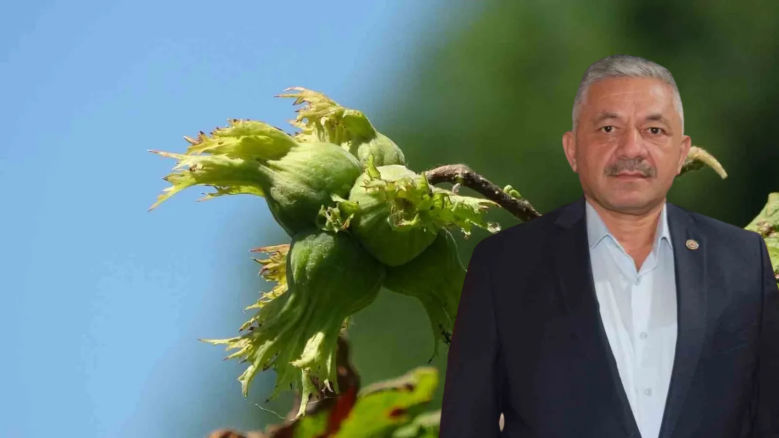 Karadeniz'de Fındık Hasadı Öncesi Uyarı: Erken Toplamayın