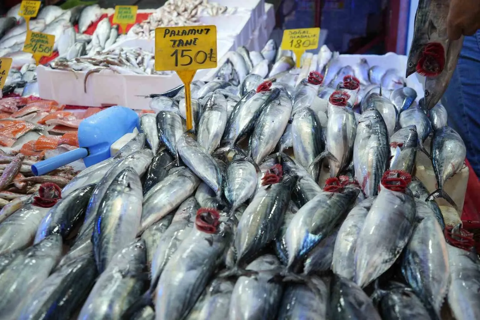 Karadeniz’de Sezon Palamutla Açıldı: Tanesi 150 TL’den Tezgaha Geldi