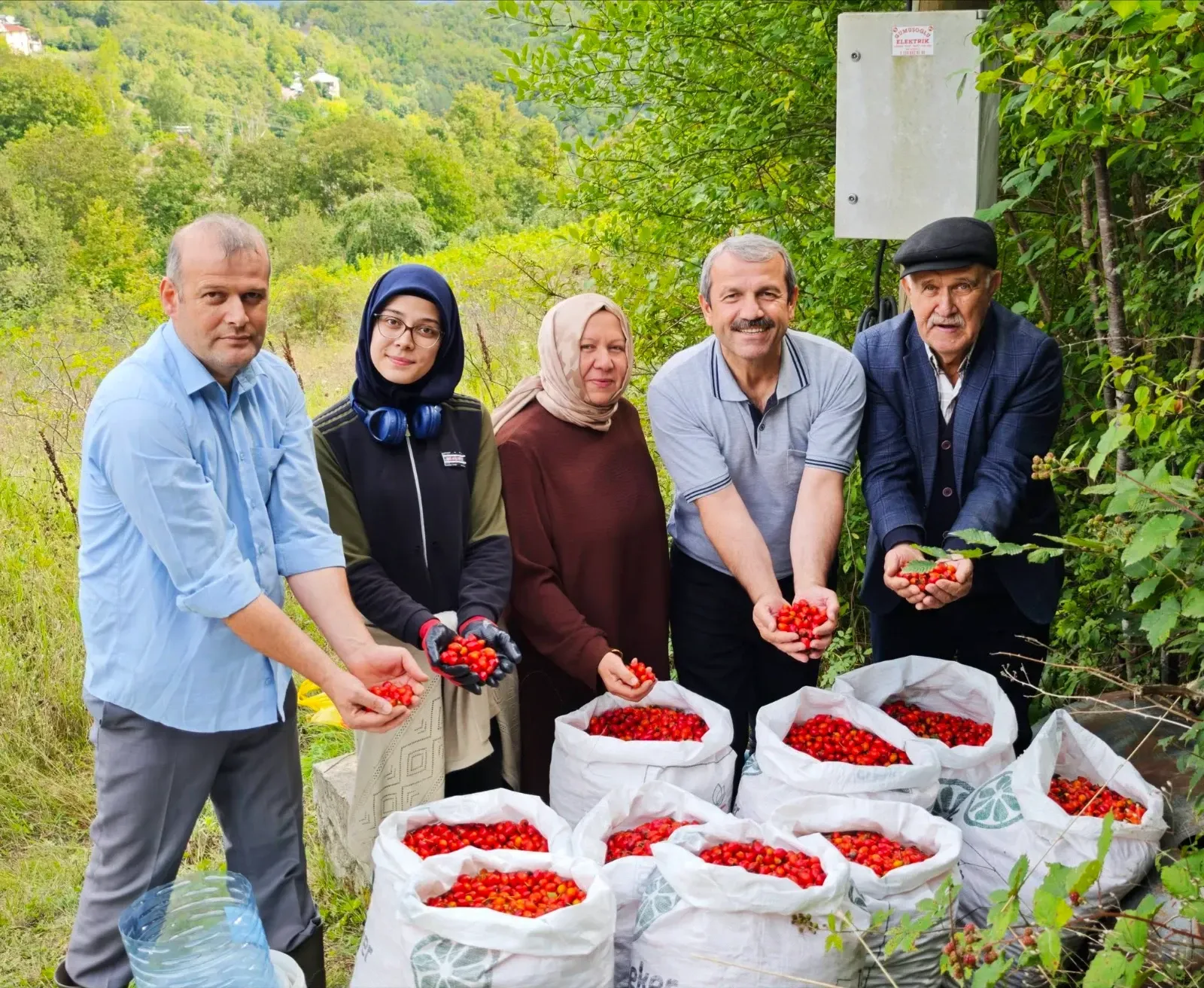 Akkuş'ta Kuşburnu Hasadı Başladı: Üreticiler Bahçelere Girdi