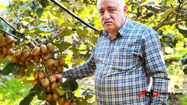 Ordu’dan Bakanlığa Kivi İthalatı ve Menşe Beyanı Başvurusu